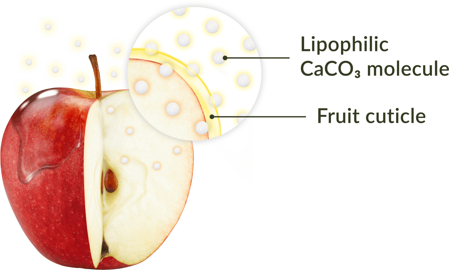 Easy and efficient calcium absorption by fruit - image