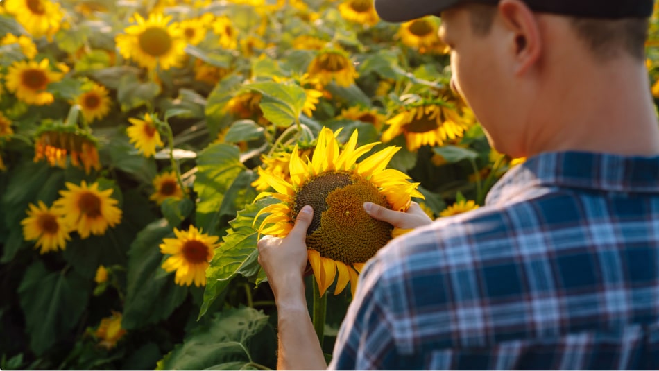 man holding a sunflower